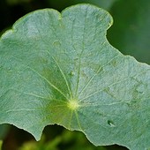 測量大自然的詩意－植物地圖計畫